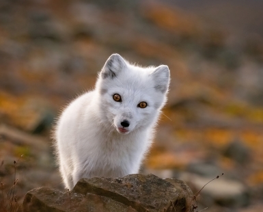 Curious eyes amid autumn colors