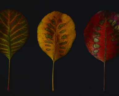 The traffic lights of Autumn
