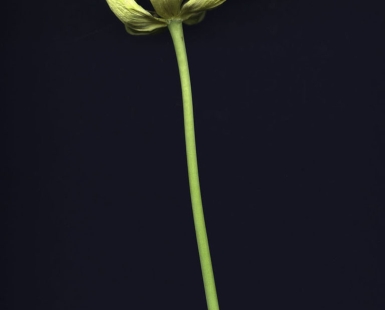 Tulip.