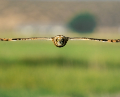 Short-eared Owl in Flight