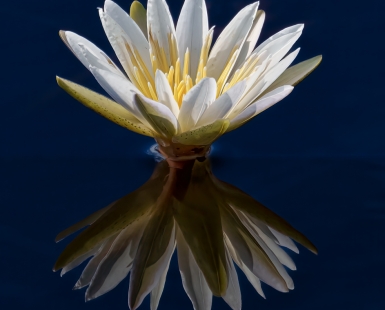 African Water Lily