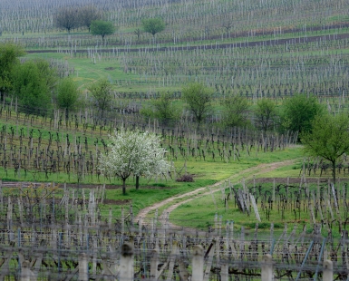 Vineyard impression