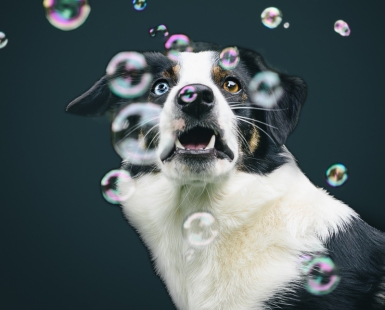 Bubble dog