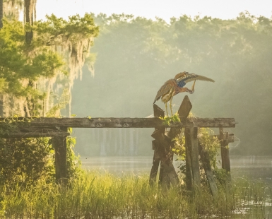 TRICOLOR HERON ON RAINBOW RIVER FLORIDA