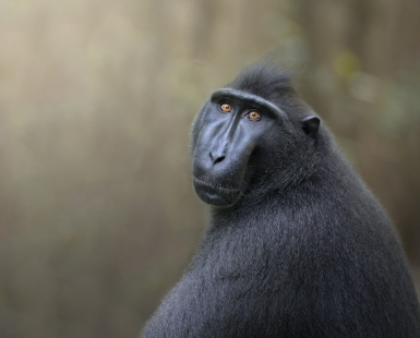 Human gaze of a primate