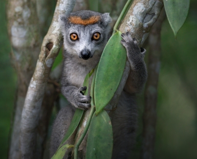 Tales from the jungle