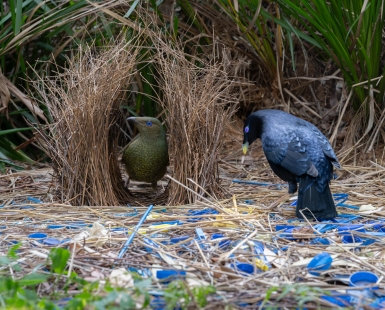 Satin bowerbirds 