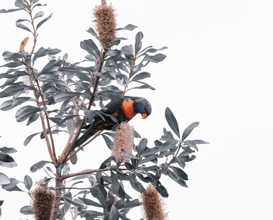 Banksia Feeding Frenzy