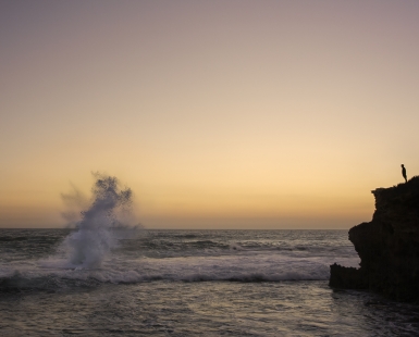 In Alignment with the Sea Dragon