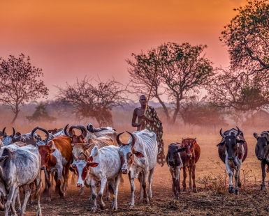 Mursi Cattle Drive