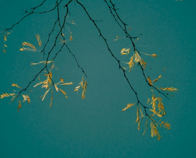 Golden Leaves