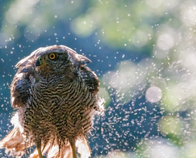 Goshawk Bathing