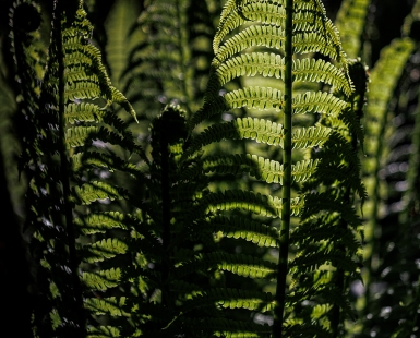 Fern