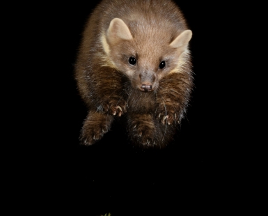 The Flying Marten