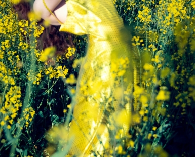 The Yellow Bird In The Field