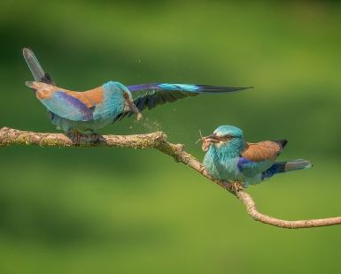 European Rollers
