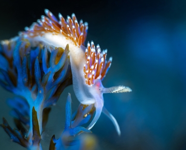Sea slug on rainbow wrack