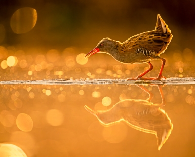 water rail