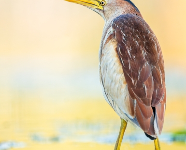 little bittern