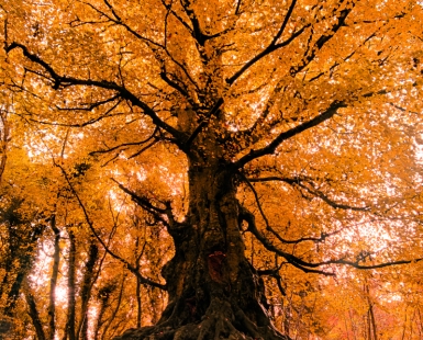 The Guardian of the Forest