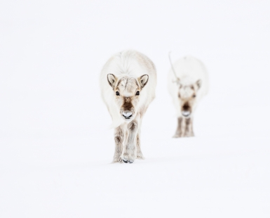 Frosty fluffy curiosity