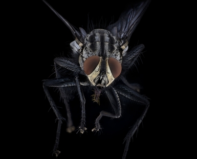 Flesh Fly