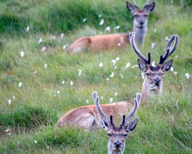 Wildlife of Jura