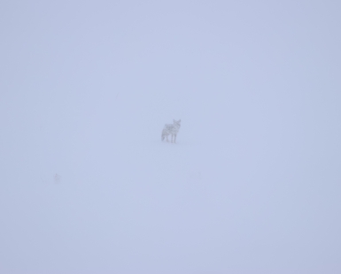 Coyote in Snowstorm