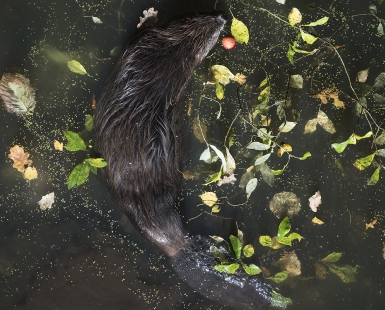 WATER PEREGRINATIONS