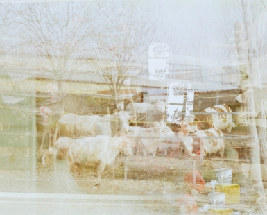 Chinese New Year, Cattle and Staring( 2024 )China Hebei 35mm Film